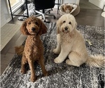 Small breeder photo