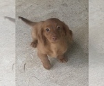 Small breeder photo