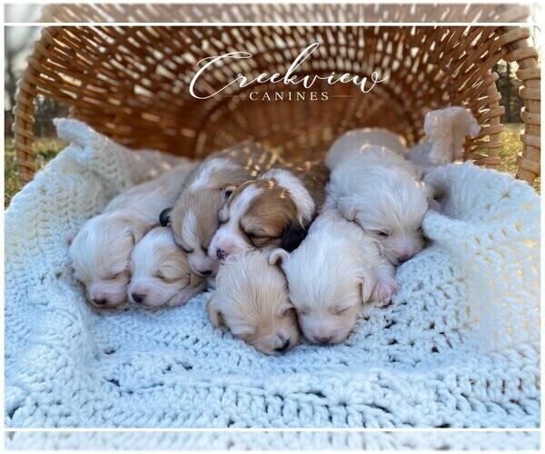 Medium Photo #1  Breeder Profile in NIANGUA, MO, USA