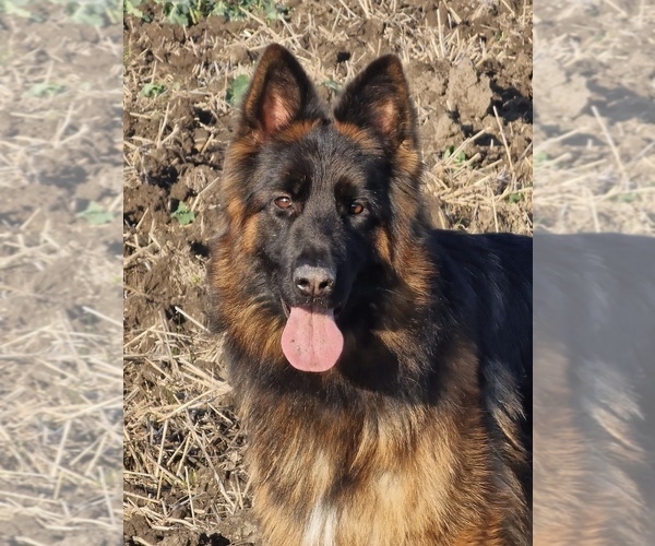 Medium Photo #20  Breeder Profile in COVINGTON, LA, USA