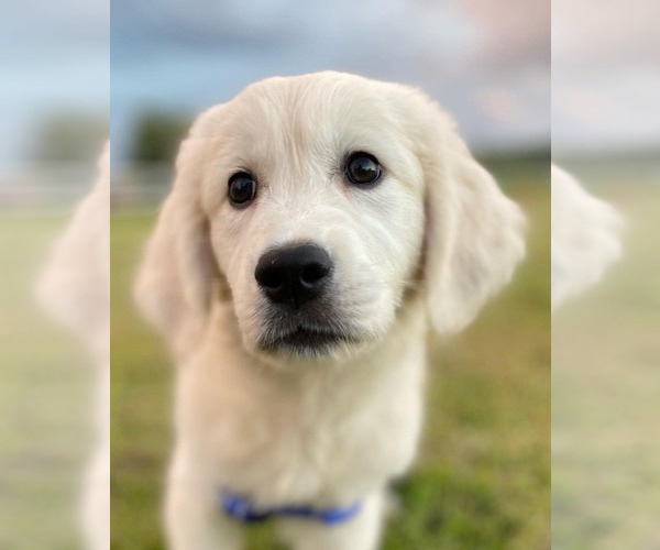Medium Photo #48  Breeder Profile in URBANA, OH, USA