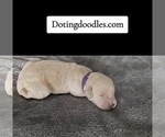 Small #8 Breeder Profile image
