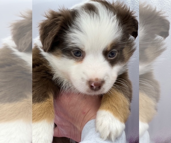 Medium Photo #1  Breeder Profile in CIRCLEVILLE, OH, USA