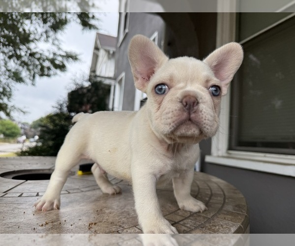 Medium Photo #1  Breeder Profile in COLUMBUS, OH, USA