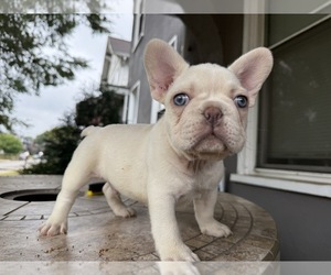 French Bulldog Dog Breeder near COLUMBUS, OH, USA