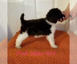 Poodle (Standard) Dog Breeder near GREENVILLE, TX, USA