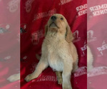 Small breeder photo