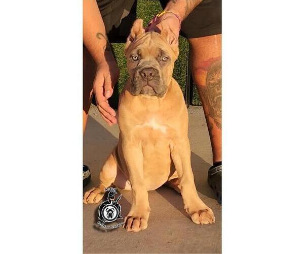 Medium Photo #3  Breeder Profile in HIGHLAND, CA, USA