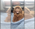 Small #77 Breeder Profile image
