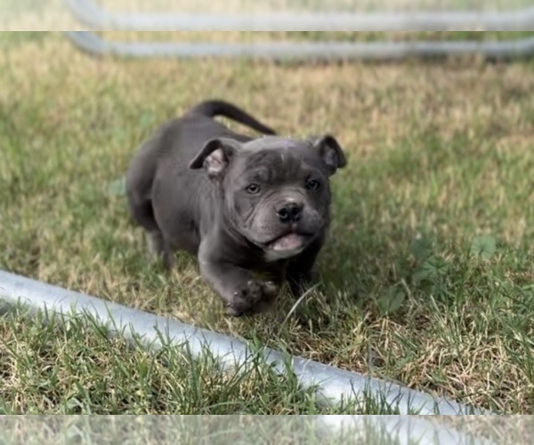 Medium Photo #3  Breeder Profile in KENNEWICK, WA, USA