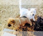 Small breeder photo