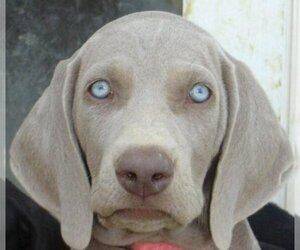 Weimaraner Dog Breeder near BAGDAD, KY, USA