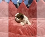 Small breeder photo