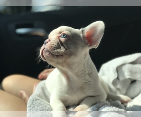 Medium Photo #1  Breeder Profile in MILPITAS, CA, USA