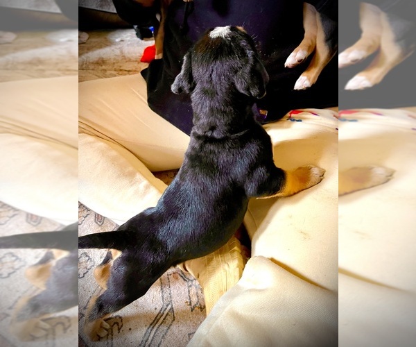 Medium Photo #37  Breeder Profile in FORT MITCHELL, AL, USA