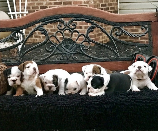 Medium Photo #1  Breeder Profile in PEACHLAND, NC, USA