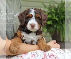 Bernedoodle Dog Breeder near FREDERICKSBURG, OH, USA