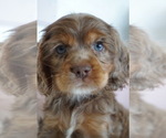 Small #7 Breeder Profile image