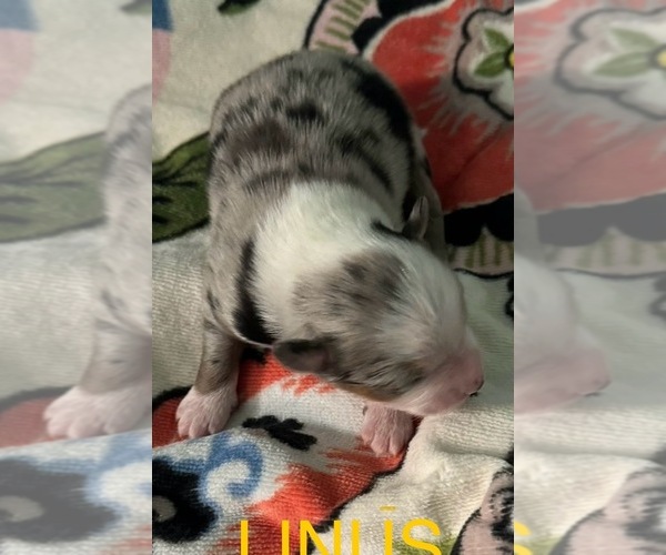 Medium Photo #17  Breeder Profile in MILLS RIVER, NC, USA