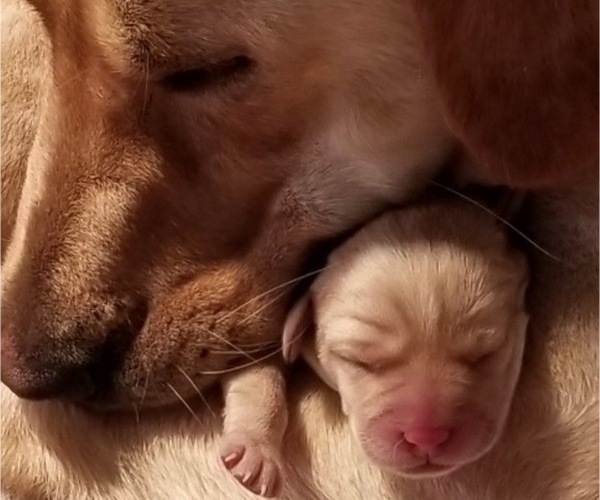 Medium Photo #1  Breeder Profile in WILLIAMSON, NY, USA