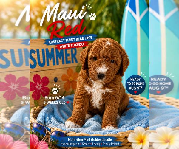 Medium Photo #10  Breeder Profile in SAN ANTONIO, TX, USA