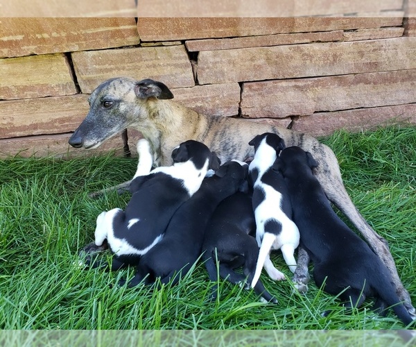 Medium Photo #1  Breeder Profile in PARKER, CO, USA