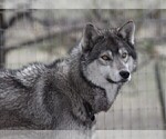 Small Photo #1  Breeder Profile in SAINT IGNATIUS, MT, USA