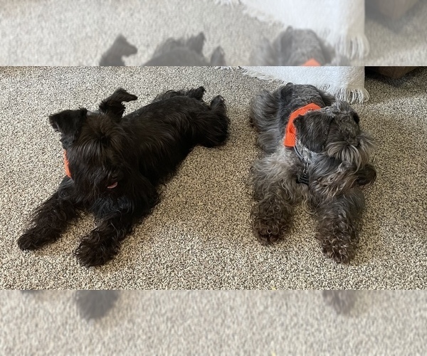 Medium Photo #1  Breeder Profile in MURFREESBORO, TN, USA