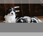 Small #19 Breeder Profile image
