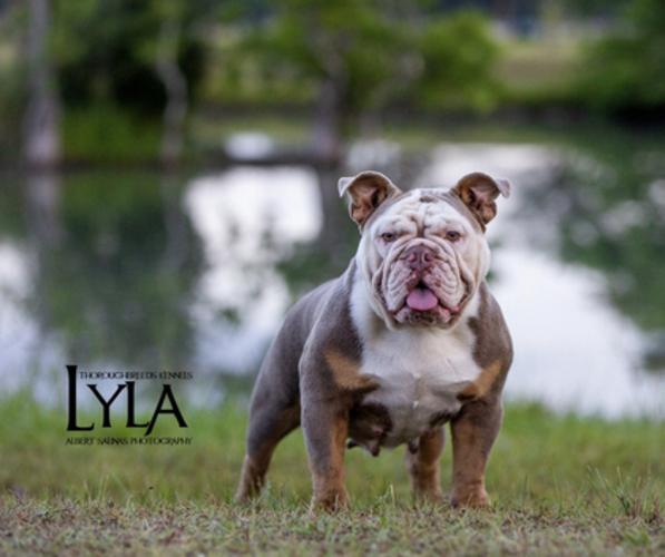 Medium Photo #1  Breeder Profile in SUGAR LAND, TX, USA