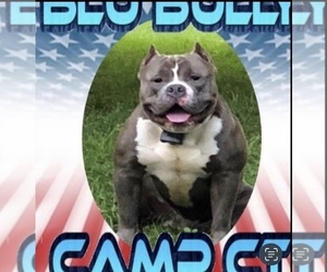 American Bully Dog Breeder in WALLINGFORD,  USA