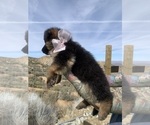 Small #140 Breeder Profile image