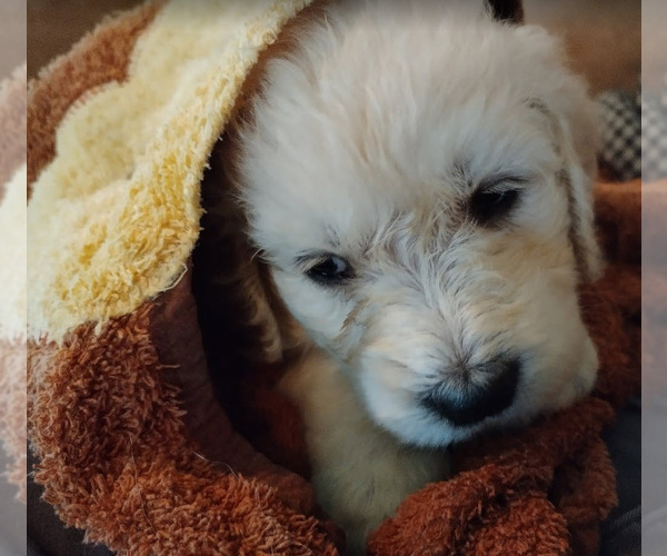 Medium Photo #6  Breeder Profile in ATHENS, TN, USA