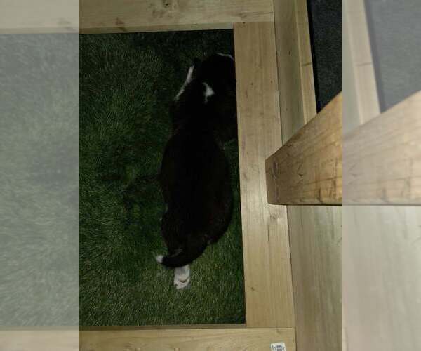 Medium Photo #25  Breeder Profile in ALTON, IL, USA