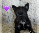 Small #2 Breeder Profile image