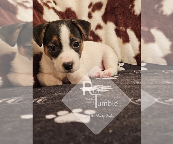 Medium Photo #19  Breeder Profile in HARVEL, IL, USA