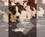 Small #18 Breeder Profile image