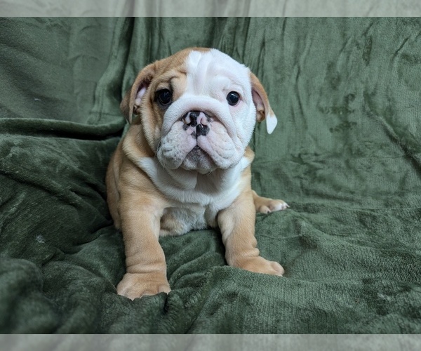 Medium Photo #1  Breeder Profile in GREEN FOREST, AR, USA