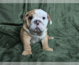 Bulldog Dog Breeder near GREEN FOREST, AR, USA