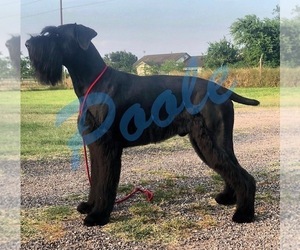 Schnauzer (Giant) Dog Breeder near LAKE CITY, TX, USA