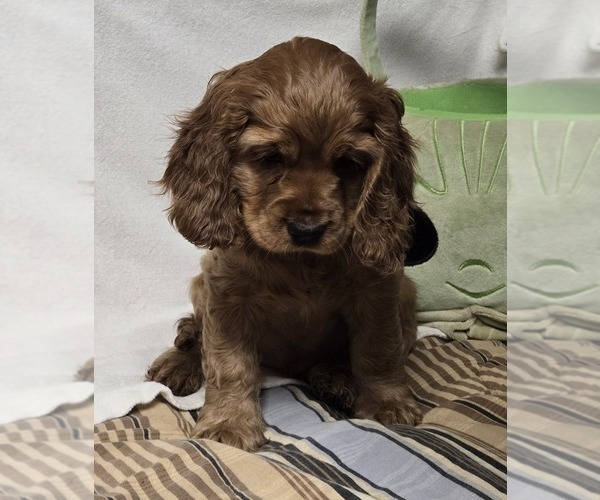 Medium Photo #12  Breeder Profile in HOLYOKE, MA, USA