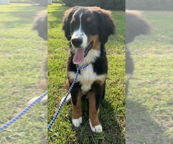 Medium Photo #25  Breeder Profile in MERRILL, MI, USA