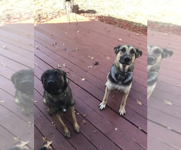 Medium Photo #1  Breeder Profile in SACRAMENTO, CA, USA