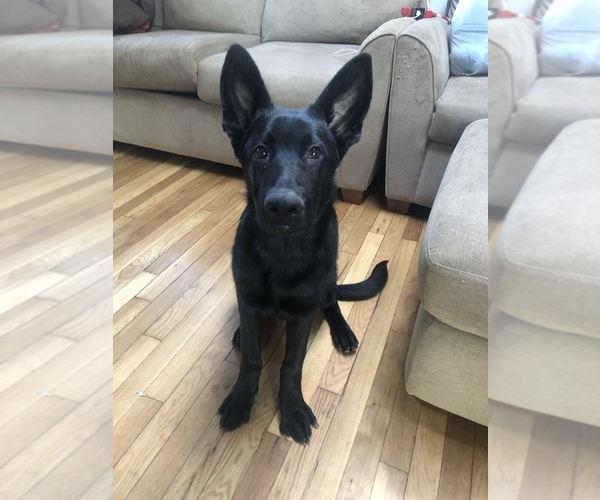 Medium Photo #1  Breeder Profile in PAWTUCKET, RI, USA