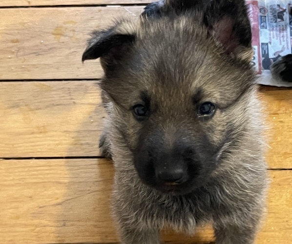 Medium Photo #1  Breeder Profile in WINDSOR LOCKS, CT, USA
