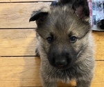 Small breeder photo