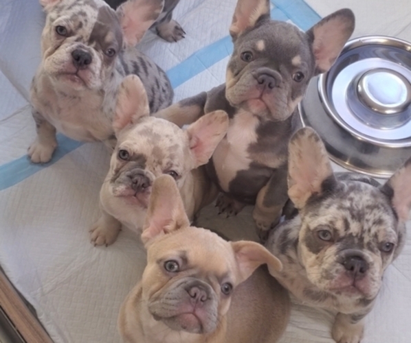 Medium Photo #1  Breeder Profile in SACRAMENTO, CA, USA