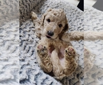 Small #2 Breeder Profile image