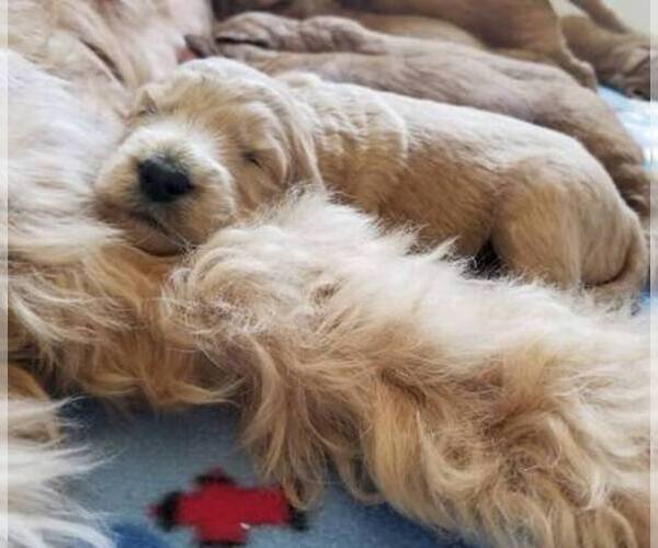 Medium Photo #1  Breeder Profile in LEBANON, TN, USA