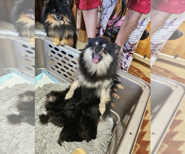 Medium Photo #1  Breeder Profile in LAKEMONT, GA, USA